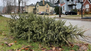 Windsor crews begin Christmas Tree collection