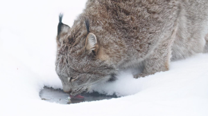 How to spot a lynx: Tips from local wildlife sancutuary