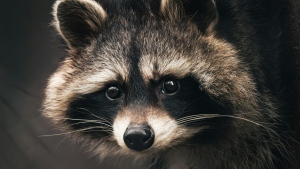 Raccoon with rabies identified in Quebec’s Eastern Townships