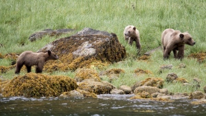Ecotour grizzlies less likely to encounter conflict with humans, B.C. study suggests